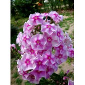 Флокс Phlox Абрамцевское кружево